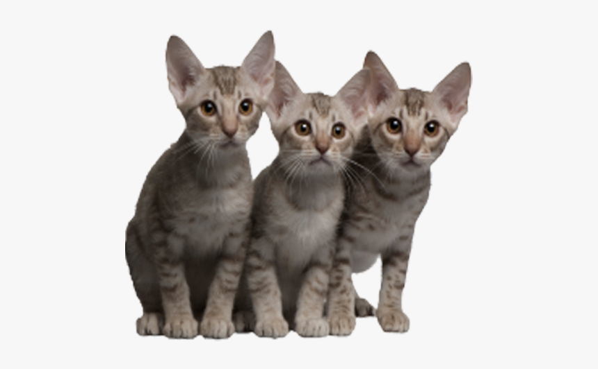 Png Images In Collection - Ocicat, Transparent Png, Free Download