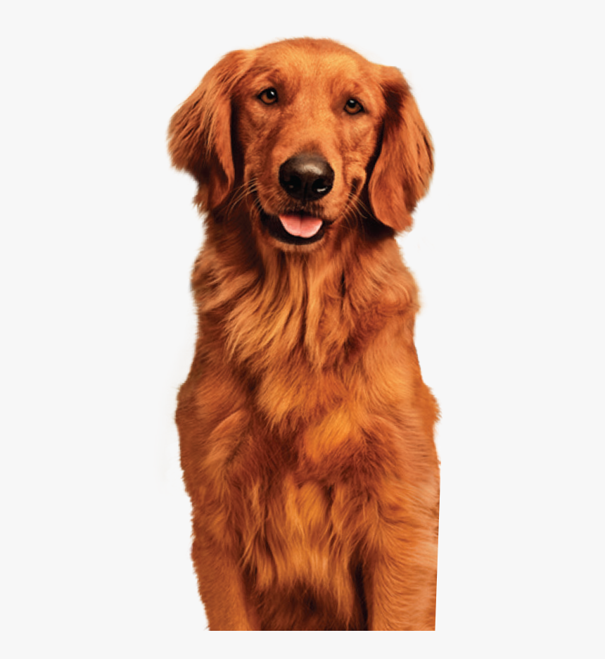 Duke 404@2x 1 - Bush's Baked Beans Dog, HD Png Download, Free Download