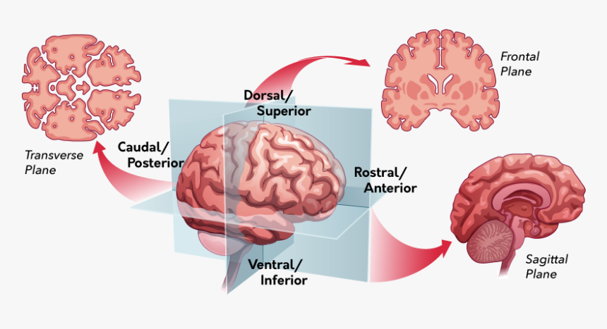 Brain (as Food), HD Png Download, Free Download