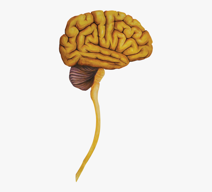 06 Heads Lateral Brain-01 - Illustration, HD Png Download, Free Download