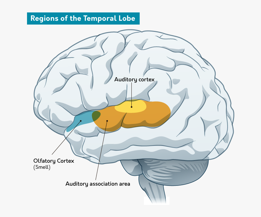 Primary Olfactory Cortex Transparent, HD Png Download, Free Download