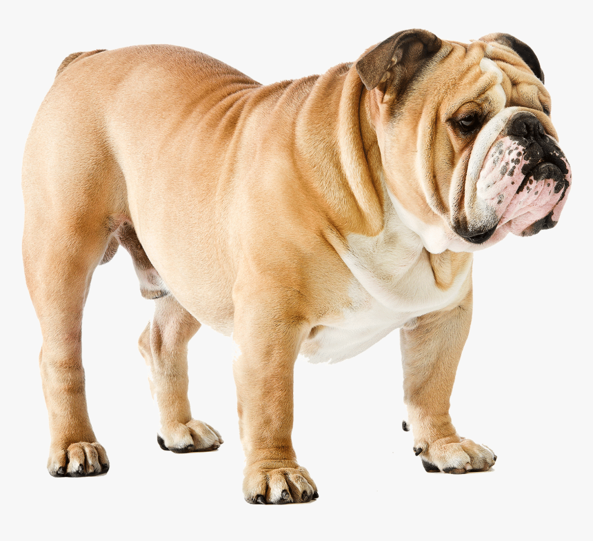 English Bulldog Png - Bull Dog Transparent Background, Png Download, Free Download