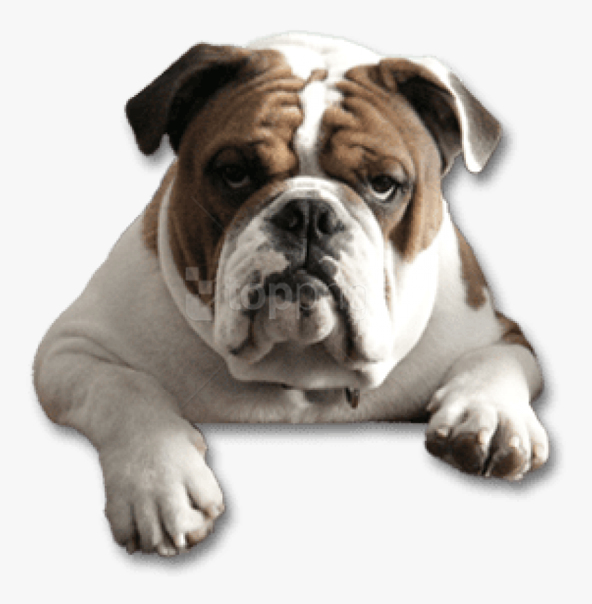 Breed,canidae,old English Bulldog,bulldog,british Bulldogs,white - Transparent Background Bulldog Png, Png Download, Free Download