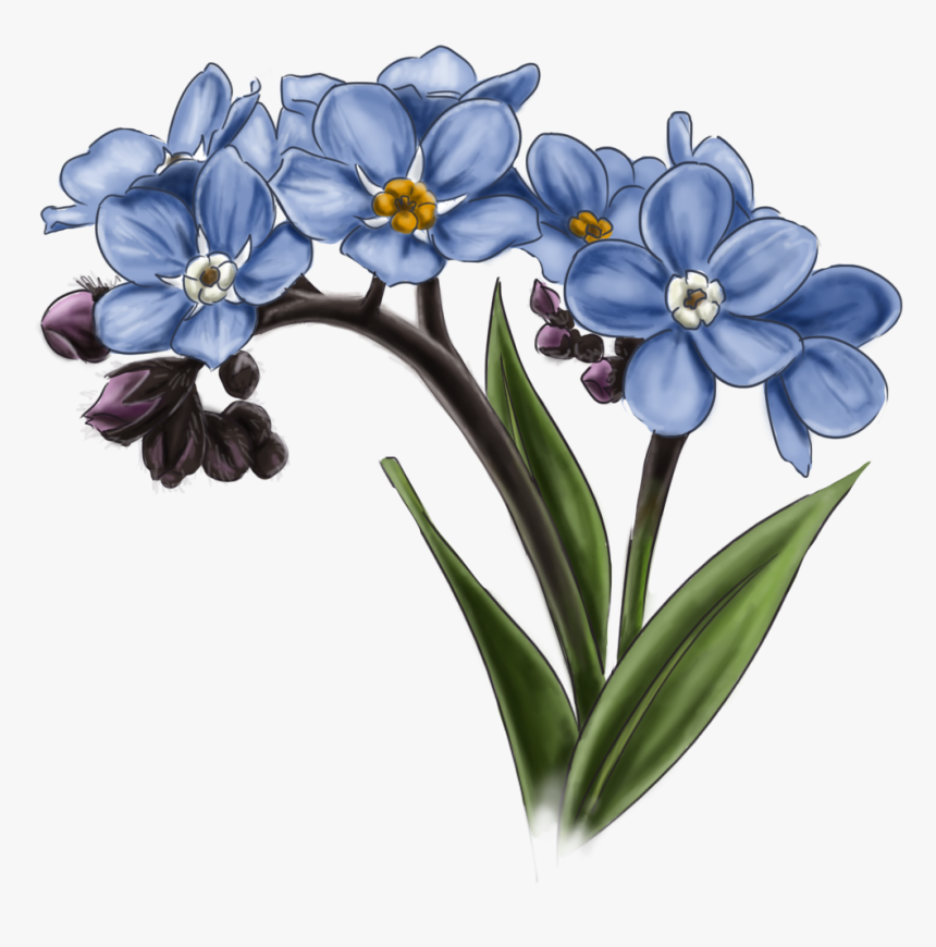 Forget Me Not Transparent Image - Transparent Flower Forget Me Not, HD Png Download, Free Download