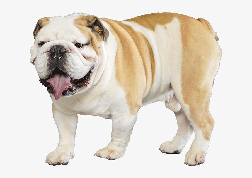 English Bulldog Png, Transparent Png, Free Download