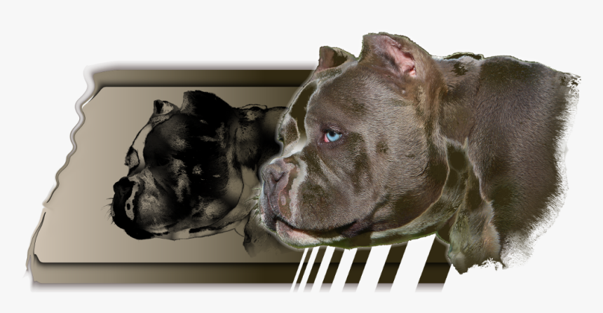 Exotic Bullies Tennessee - Cordoba Fighting Dog, HD Png Download, Free Download