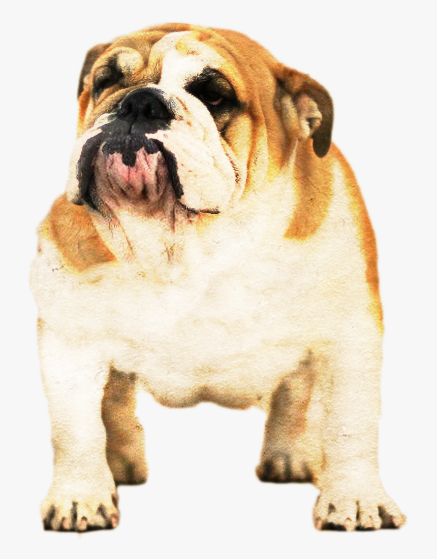 Australian Bulldog, HD Png Download, Free Download