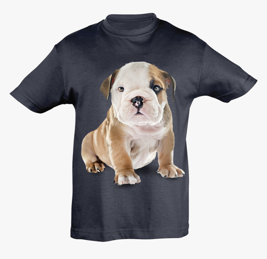 Olde English Bulldogge, HD Png Download - kindpng