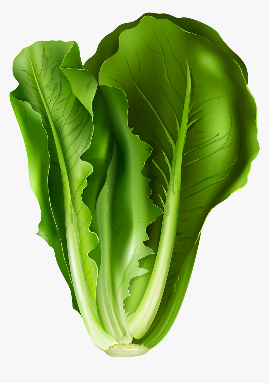 Okra Clipart Letsugas - Lettuce Png, Transparent Png, Free Download