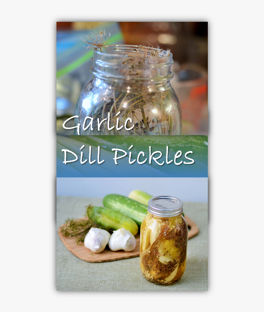 Garlic Dill Pickles Canning - Felipe Barriga Planet Tv, HD Png Download, Free Download