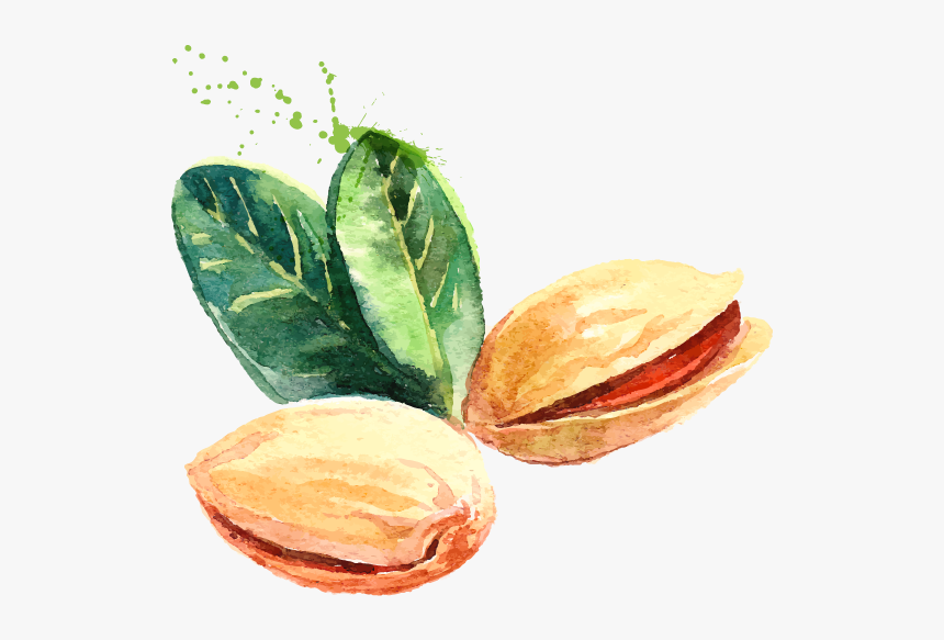 Pistachio - Pistachios Drawing, HD Png Download, Free Download
