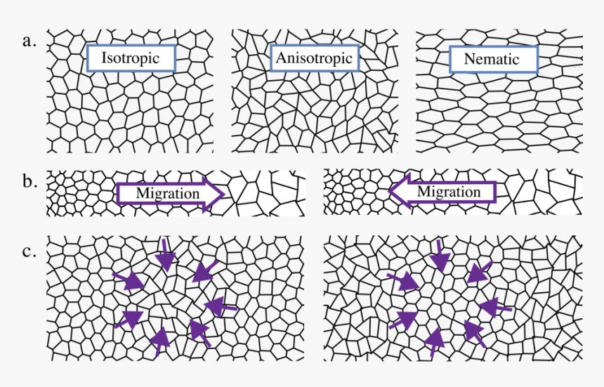 Shape Anisotropy In Tissue, HD Png Download, Free Download