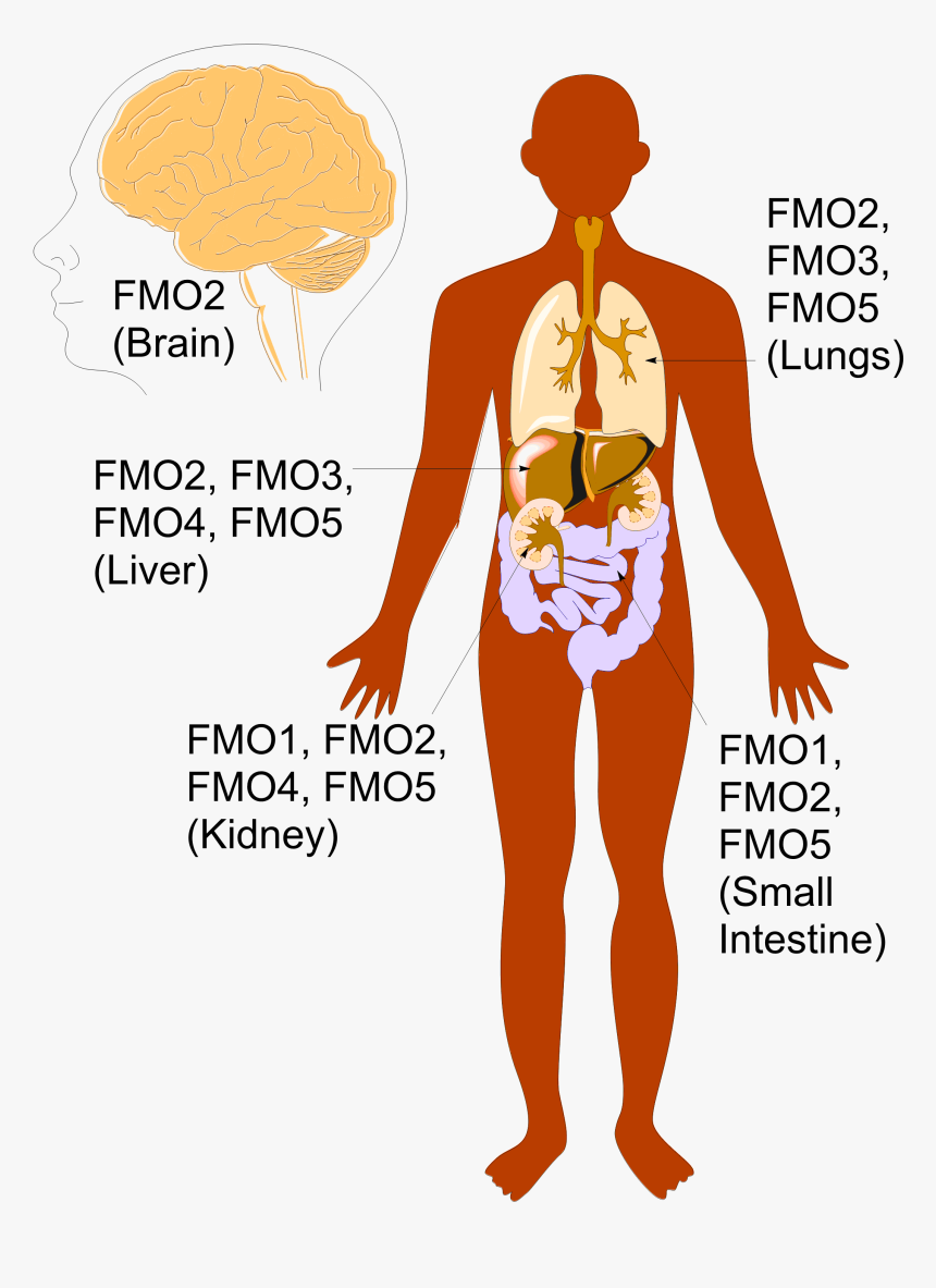 31 Label Anatomy Of The Human Body