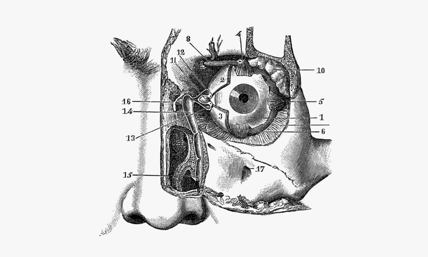 Eye Anatomy Vintage Illustration, HD Png Download, Free Download