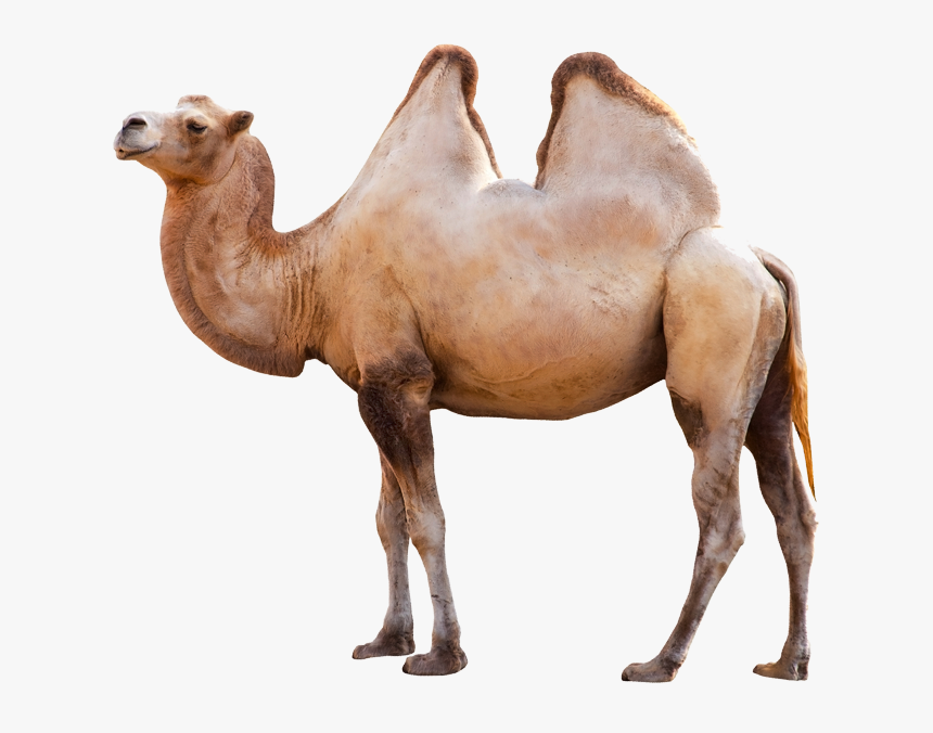 Jungle Animals Png - Long Can Camels Go Without Water, Transparent Png, Free Download