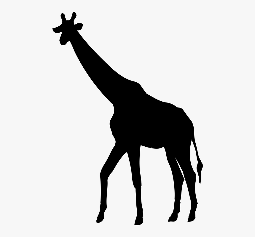 Giraffe, Animal, The Silhouette, Safari, Africa, HD Png Download, Free Download