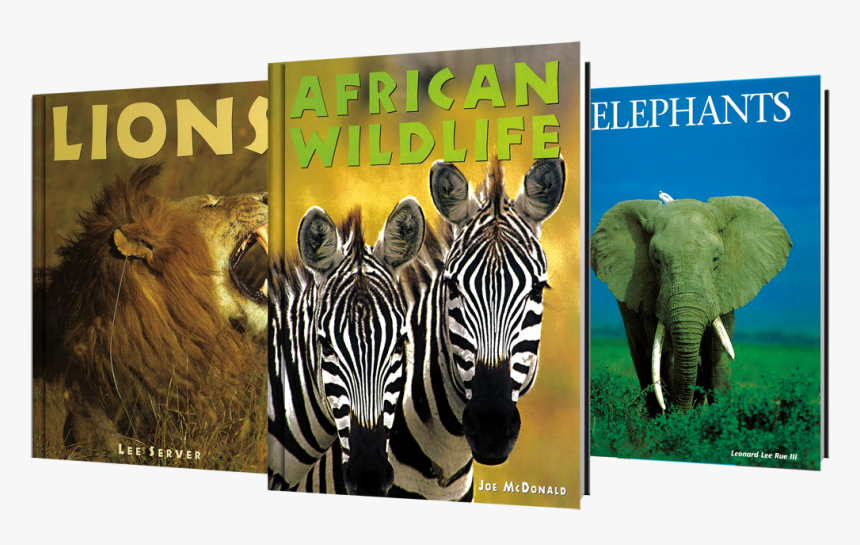Transparent Safari Animals Png - Zebra, Png Download, Free Download