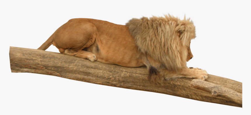 Lion Animal - Masai Lion, HD Png Download, Free Download