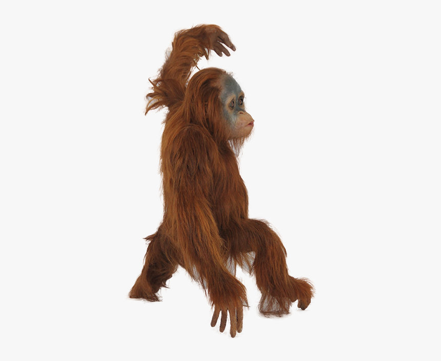 Figure,fur,fictional Character,costume - Orangutan Png, Transparent Png, Free Download