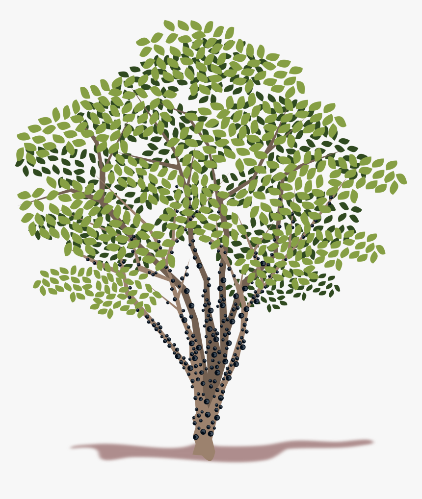 Spring Tree Vector Clipart - Jabuticabeira Png, Transparent Png, Free Download