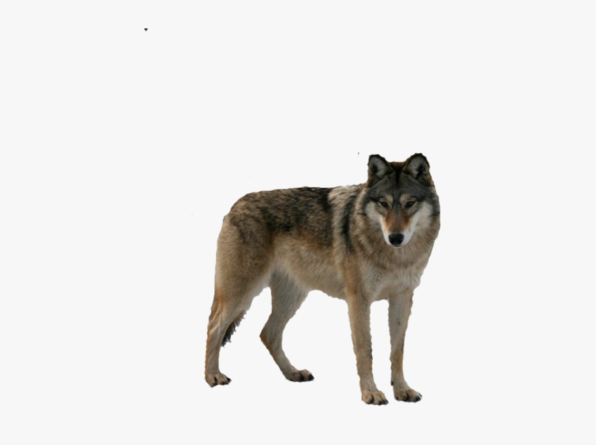 Best Free Wolf Png Picture - Food Chain Of Gray Wolf, Transparent Png, Free Download