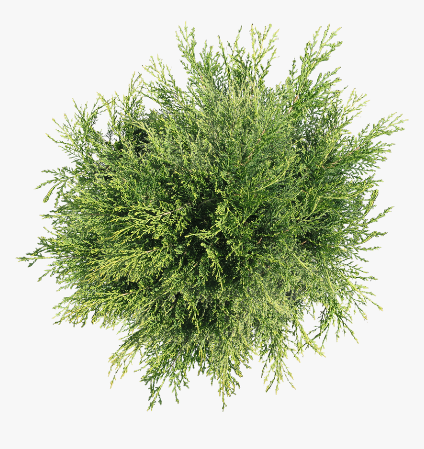 Bush Png Top View - Tree Png Top View, Transparent Png, Free Download