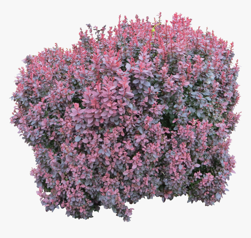 Tree Bush Png - Pink Flower Bush Png, Transparent Png, Free Download