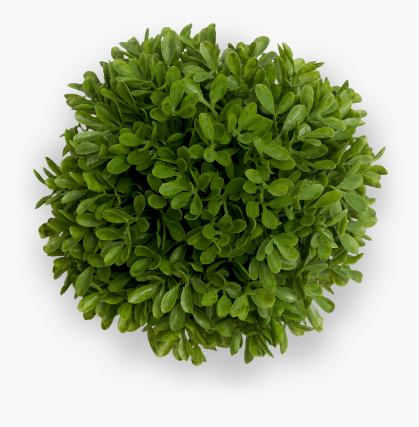 Organic Quality Takes Time - Bush Top View Png, Transparent Png, Free Download