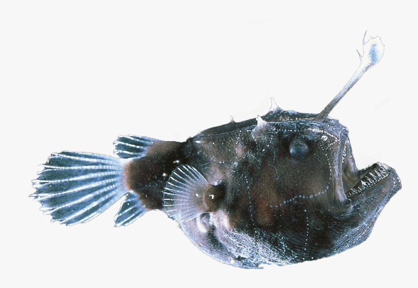 Sea Fish,bony Fish,ray Finned Fish - Angler Fish Male Bite Female, HD Png Download, Free Download