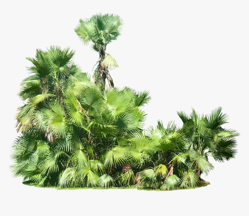 Tree Bush Png - Palm Tree Bush Png, Transparent Png, Free Download