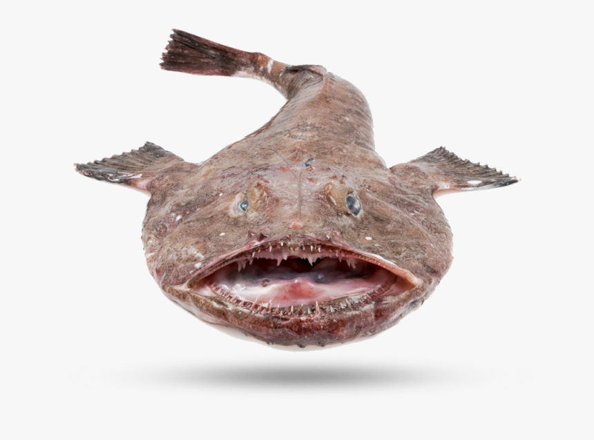 Monkfish - Goosefish, HD Png Download, Free Download