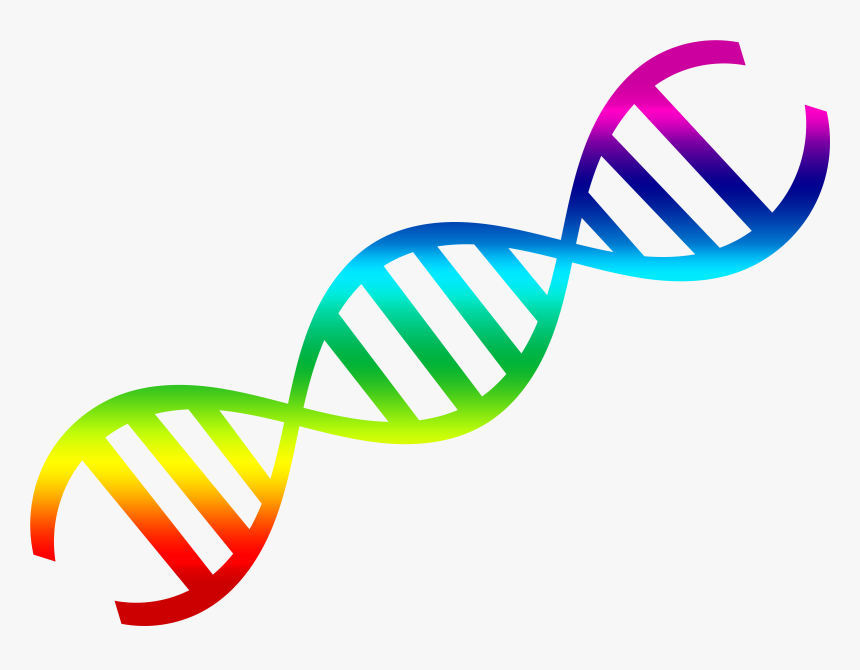 Dna Png, Transparent Png, Free Download