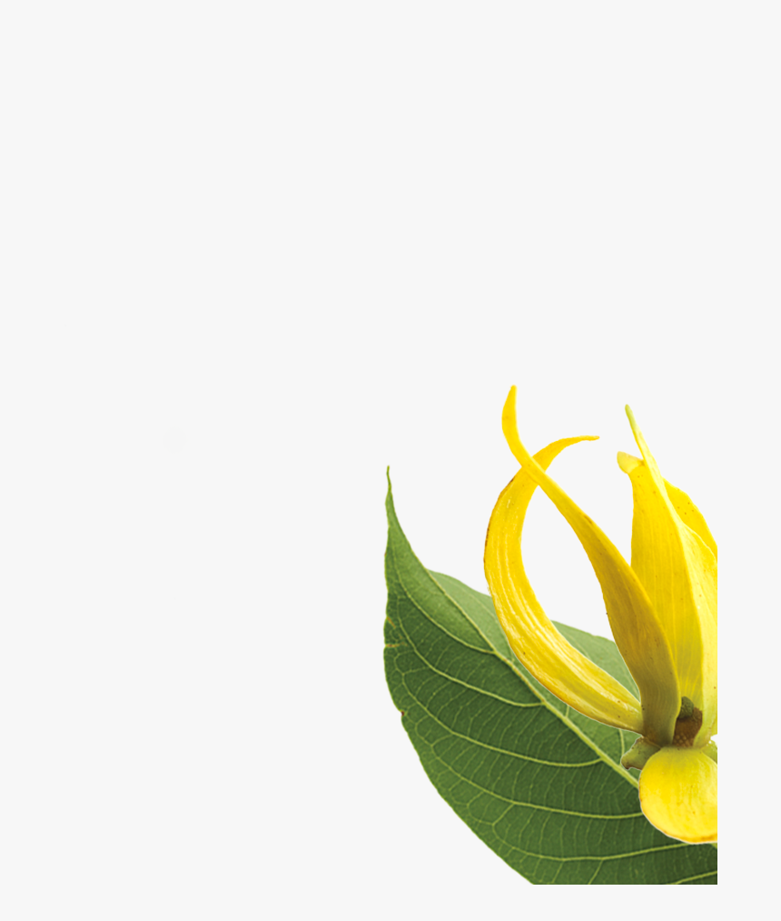 Ylang Botanical Right - Ylang Ylang Flower Png, Transparent Png, Free Download