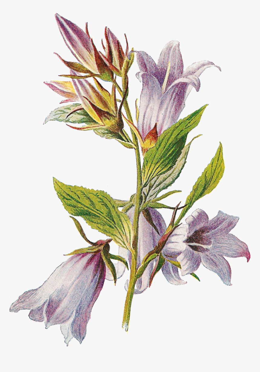 Clip Art Botanical Flowers - Botanical Png, Transparent Png, Free Download