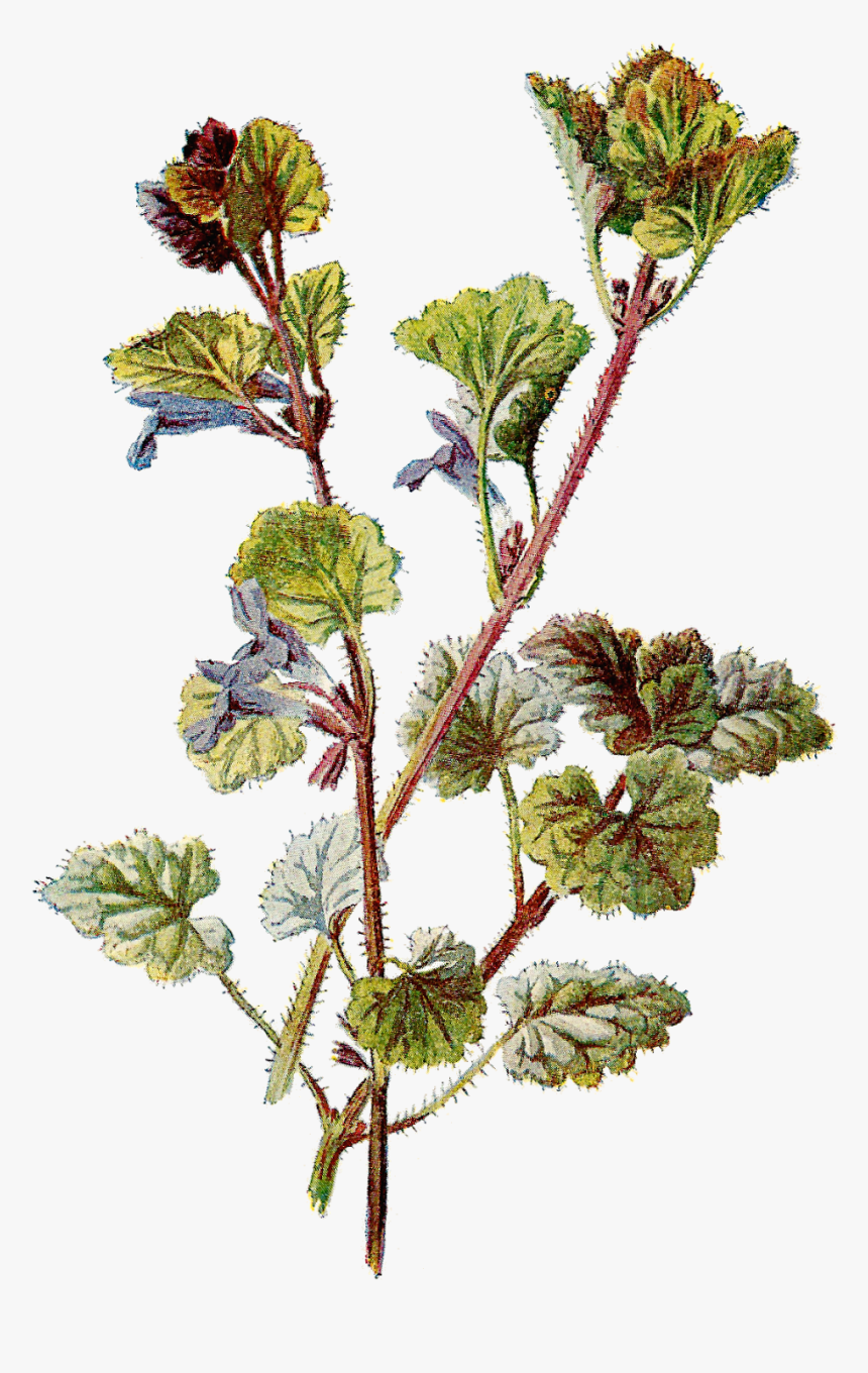 Free Botanical Graphic - Antique Flower Illustration Png, Transparent Png, Free Download