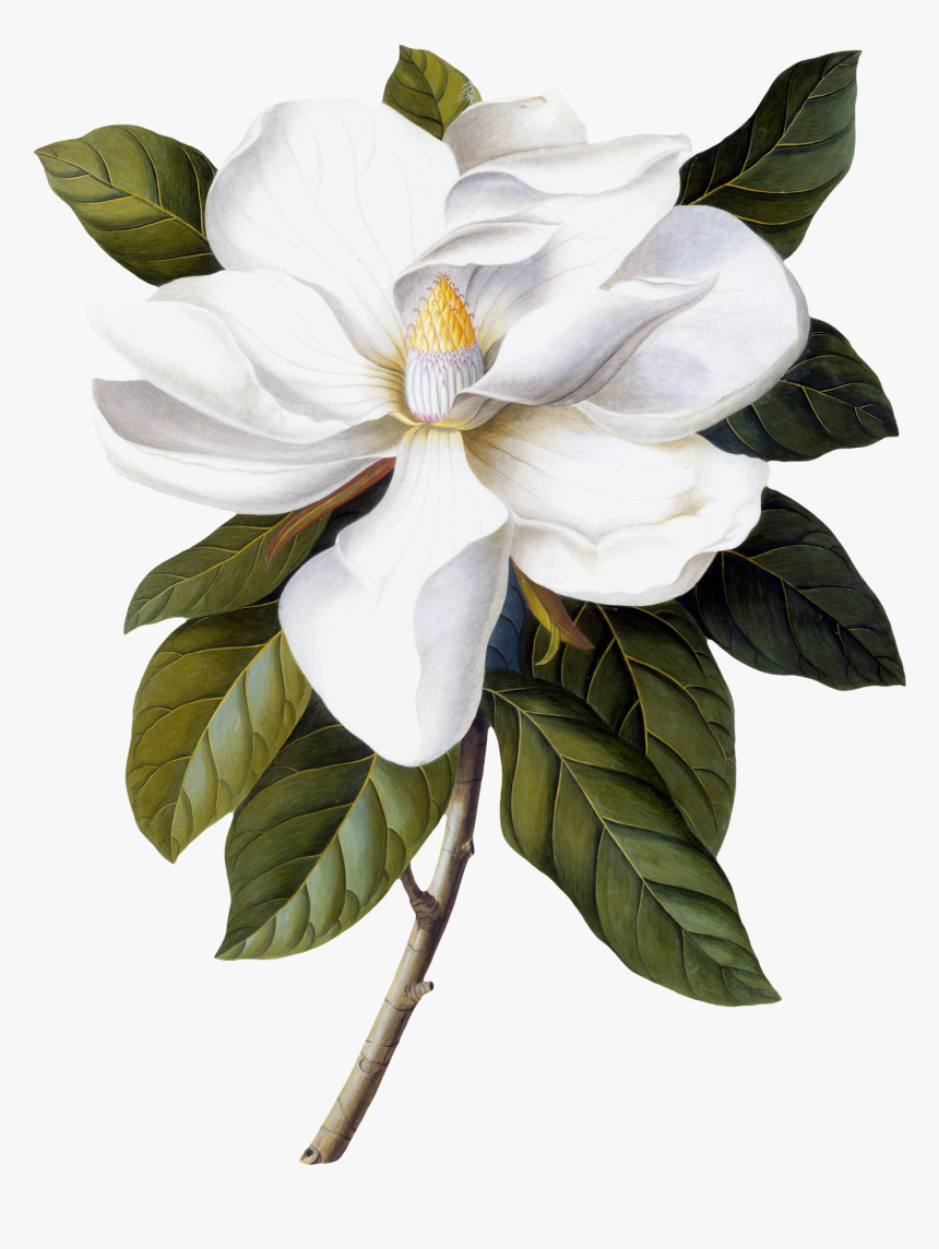 Transparent Magnolia Png - Georg Dionysius Ehret Magnolia, Png Download, Free Download