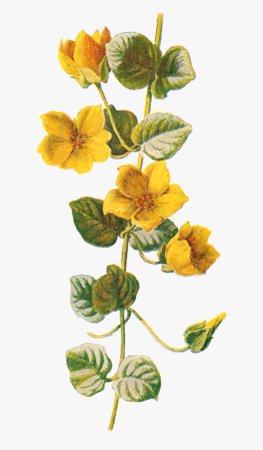 Botanical Art Png Free - Botanical Yellow Flowers Png, Transparent Png, Free Download