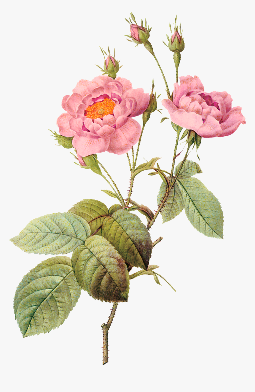 Pierre Joseph Redoute Flower, HD Png Download - kindpng