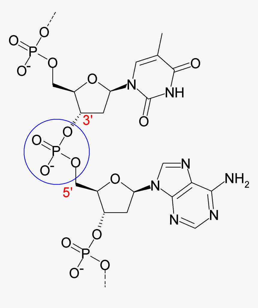 Phosphodiesterbond Of Dna - Two Nucleotides In A Polymer, HD Png Download, Free Download