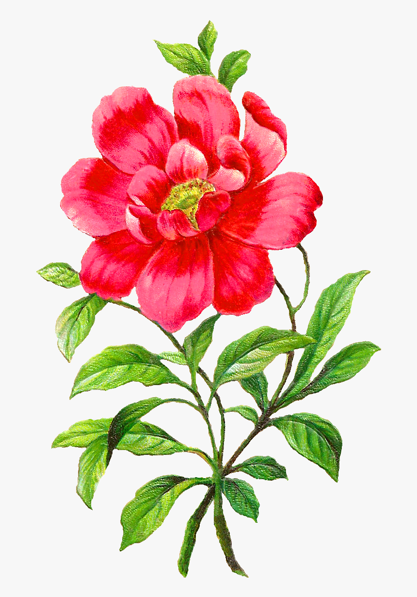 Digital Camellia Clip Art Graphics Flowers And - Camellia Flower Clipart, HD Png Download, Free Download