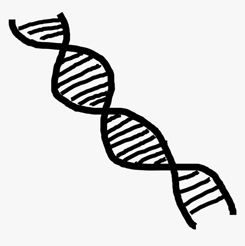 Transparent Dna Black And White, HD Png Download, Free Download