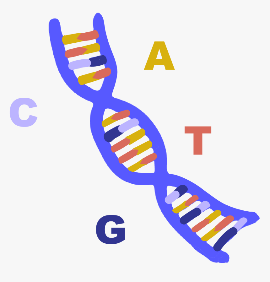 Innovative Genomics Institute Igi - Dna Illustration Transparent Png, Png Download, Free Download