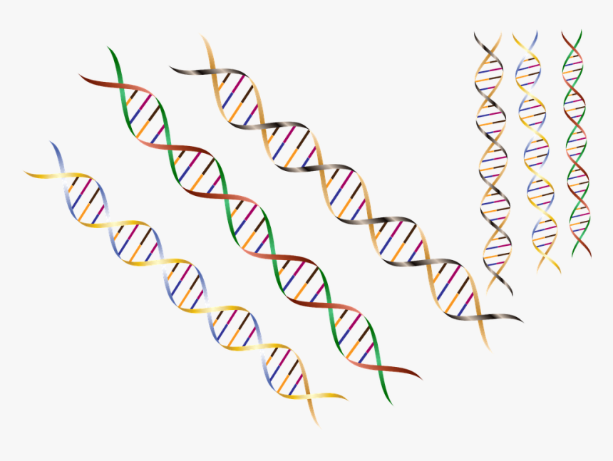 Dna, Dna Strand, Dna Helix, Helix, Research, Science, HD Png Download, Free Download