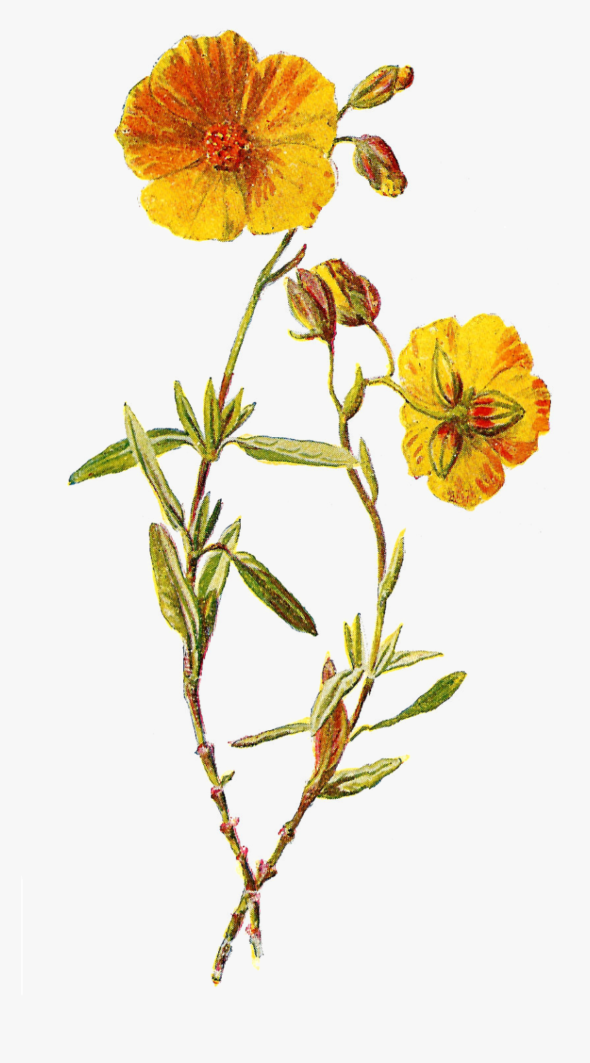 Transparent Wild Flowers Png - Wildflower Png, Png Download, Free Download