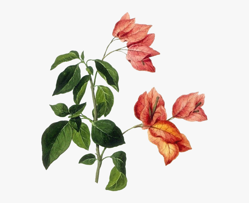 Bougainvillea Drawing Botanical Illustration - Flower Illustration Botanical, HD Png Download, Free Download