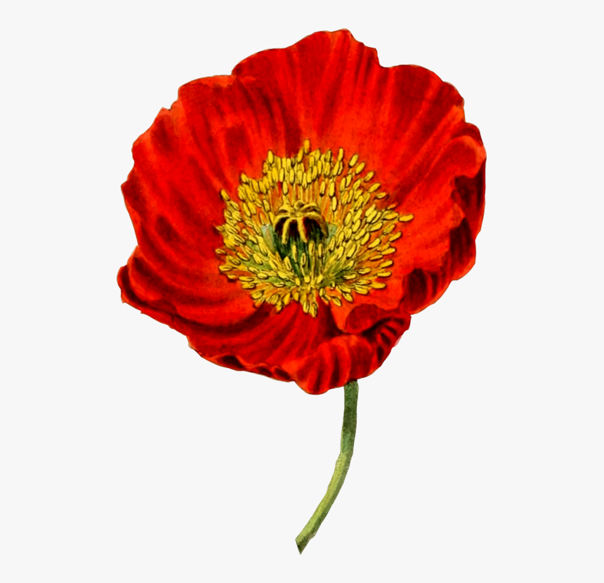 Flower,coquelicot,petal - Botanical Drawing Of A Poppy, HD Png Download, Free Download