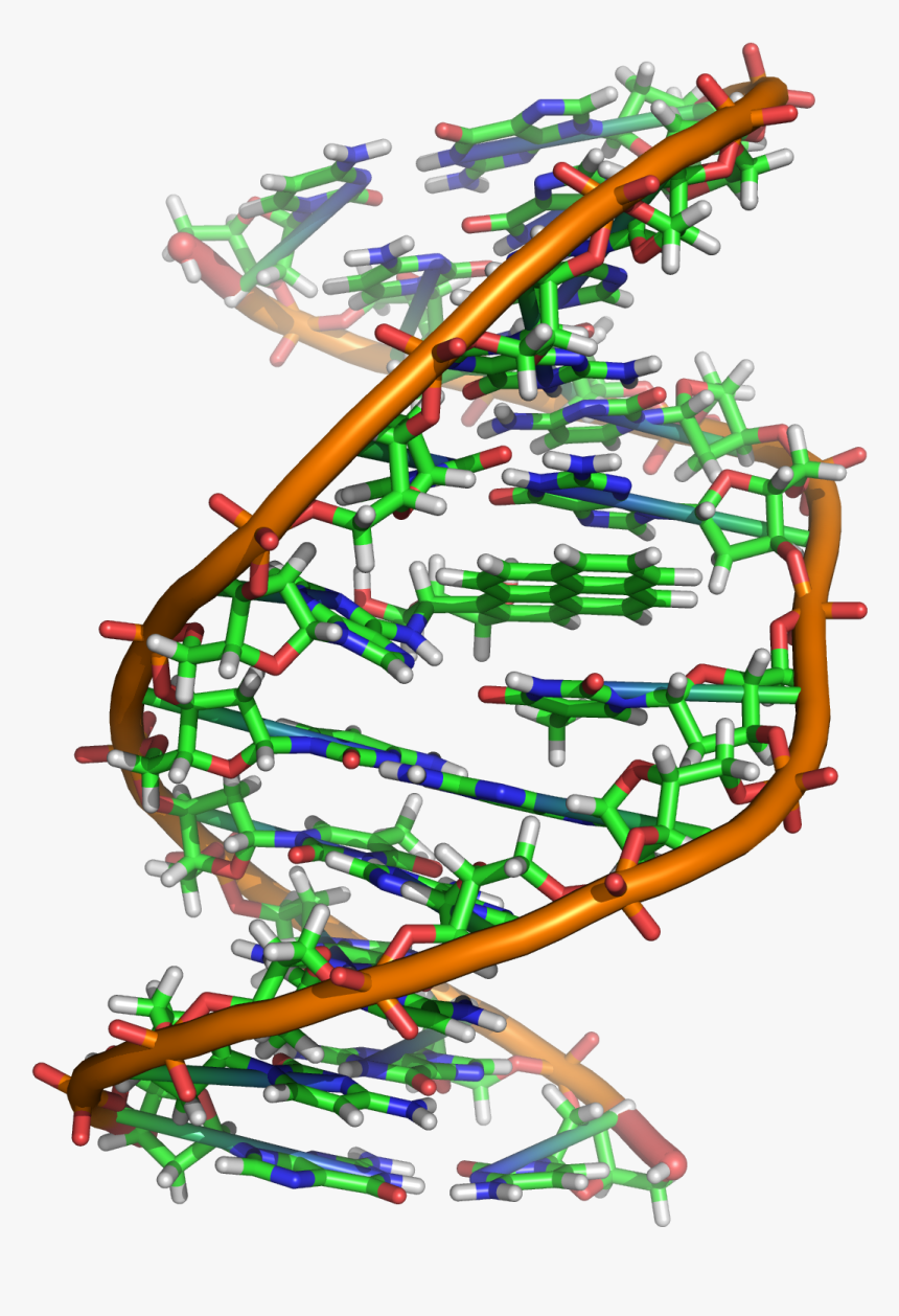 Benzopyrene Dna Adduct 1jdg - Cancer In Dna, HD Png Download, Free Download