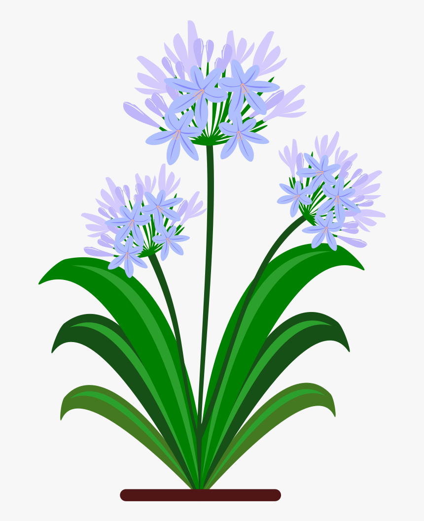 All Photo Png Clipart - Agapanthus Clip Art, Transparent Png, Free Download