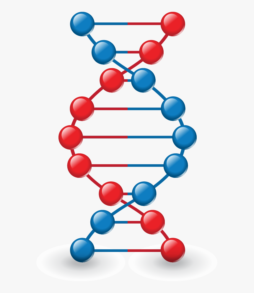 Png Images, Pngs, Dna, Dna Strand, Forensics, - Modelo De Un Adn, Transparent Png, Free Download