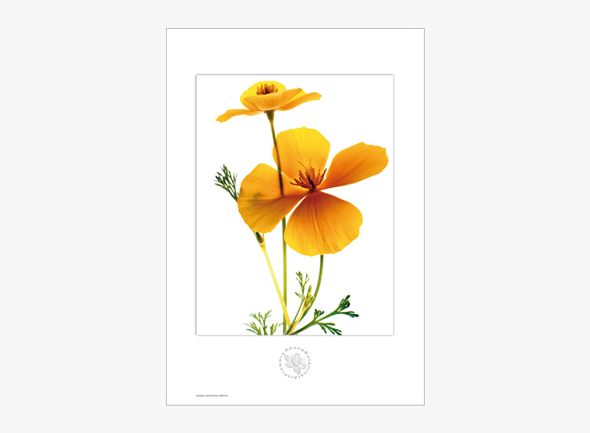 Picture Of Escolzia Aboca Botanical Art Flower - Wallflower, HD Png Download, Free Download